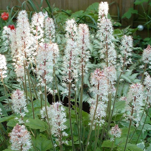 Schaumblüten mit weißen Blütenständen im Garten