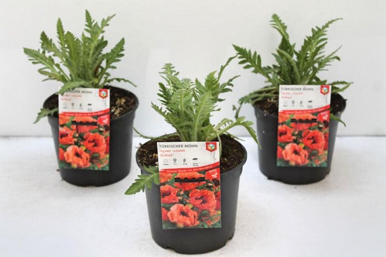 Türkischer Mohn im Topf