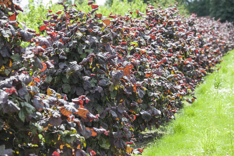 Corylus avellana, Haselnuss, 150–200 cm, robust und pflegeleicht