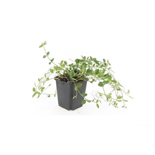 Bodendecker - Kleinblättriges Immergrün - Vinca minor 'Gertrude Jekyll' - 9cm Topf - Set mit 60 Pflanzen