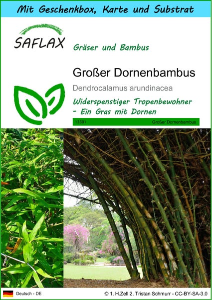 SAFLAX Geschenk Set - Großer Dornenbambus - Dendrocalamus arundinacea - 50 Samen - Mit Geschenkbox, Versandaufkleber, Geschenkkarte und Anzuchtsubstrat