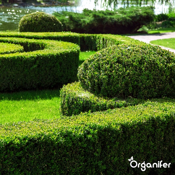 Buxus Vital 10 L - Konzentrat für 1000 Meter Hecke - Organifer