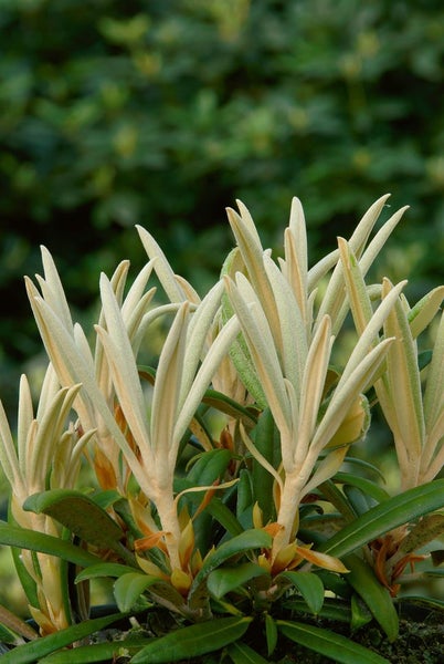 Rhododendron yakushimanum 'Makiyak', 60 cm Stammhöhe, immergrün