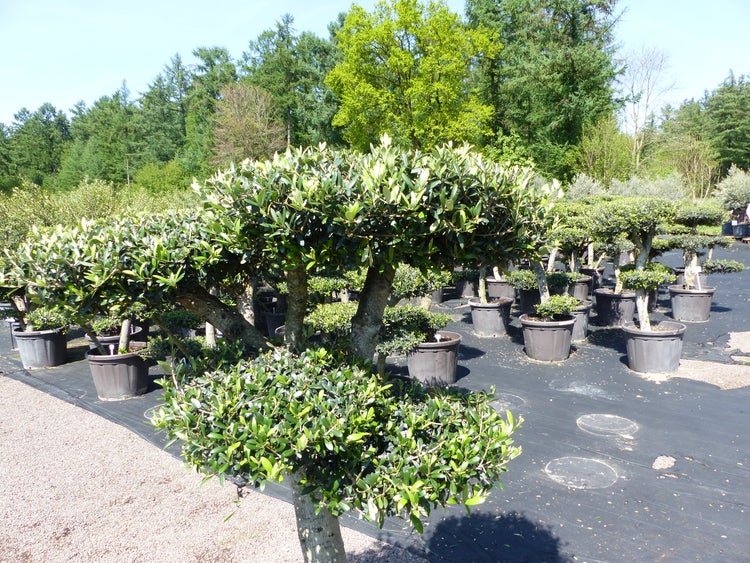 Olivenbaum 4 Pon Pon Bonsai Formgehölz Gartenbonsai Olea europaea Olive winterhart