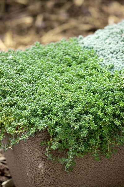 Sedum album 'Coral Carpet', Teppichsedum, ca. 9x9 cm Topf