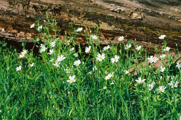 Dianthus deltoides 'Albus', Heidenelke, weiß, ca. 9x9 cm Topf
