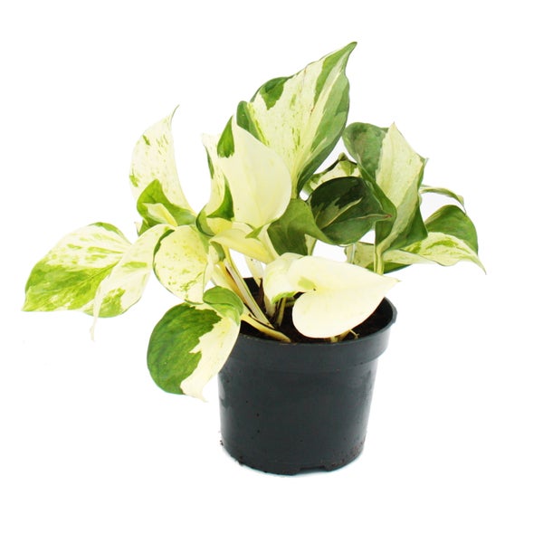 Zimmerpflanzen-Trio Efeutute - Set mit 3 verschiedenen Epipremnum-Arten - rankend