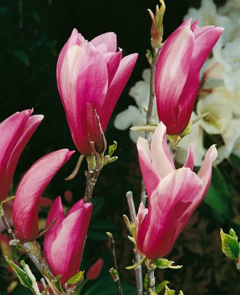 Magnolia liliiflora 'Susan', Purpur-Magnolie, purpurrosa, 40–60 cm