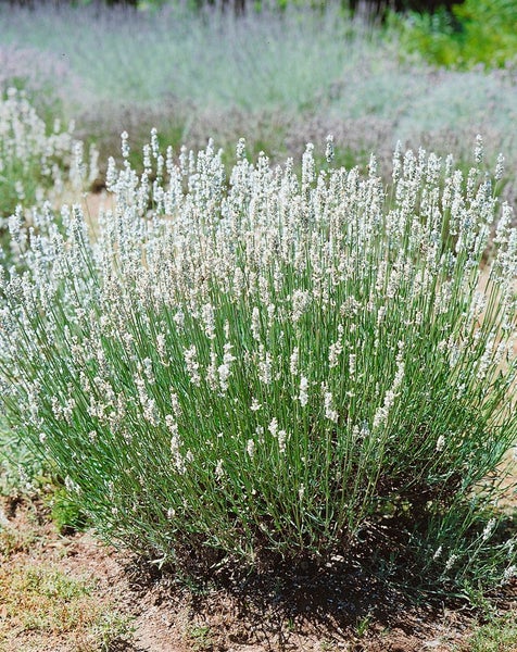 Lavandula angustifolia 'Nana Alba', Lavendel, weiß, ca. 9x9 cm Topf