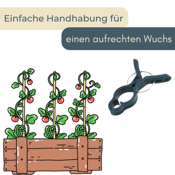 Illustration einer Tomatenpflanze im Pflanzkasten und Pflanzenklammer zur Unterstützung des Wachstums
