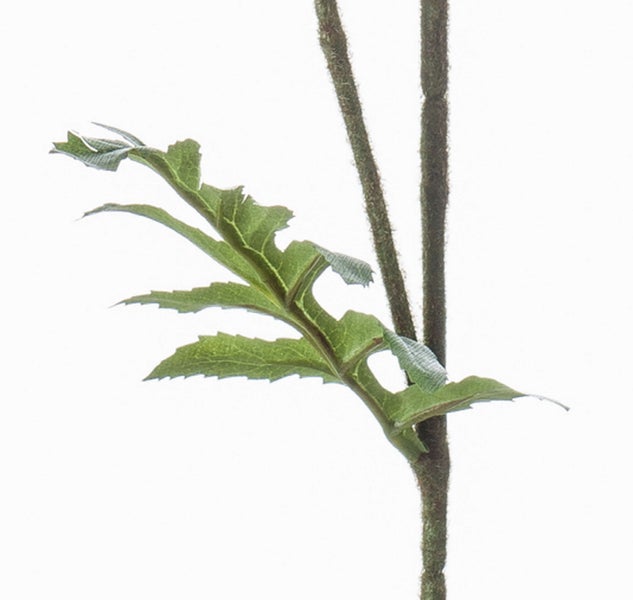 Künstliche Blume mit weißen und gelben trompetenförmigen Blüten und grünen Blättern.