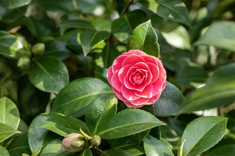 Camellia japonica 'Mrs Tingley', Kamelie, hellrosa, 40–60 cm