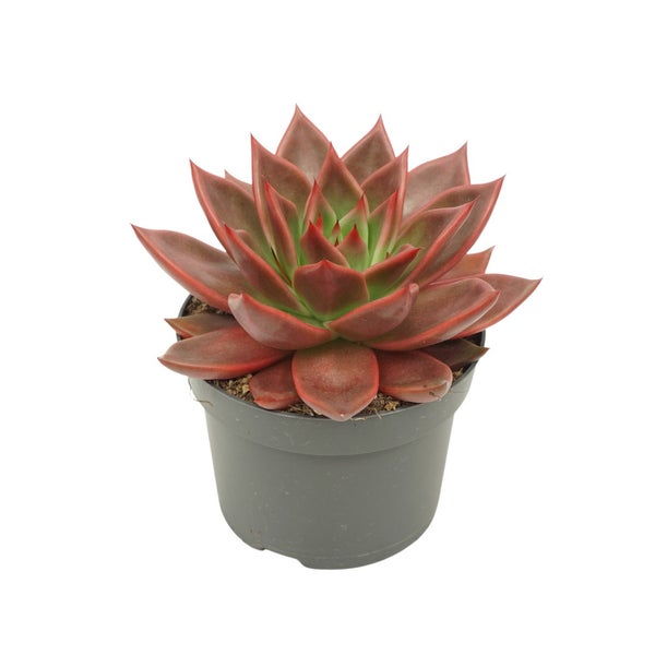 Rotes Rosetten-Dickblatt - Echeveria agavoides Antaris - pflegeleichte Sukkulente - 12cm Topf