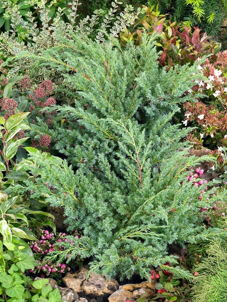 Juniperus squamata 'Blue Swede', blauer Zwergwacholder, 25–30 cm