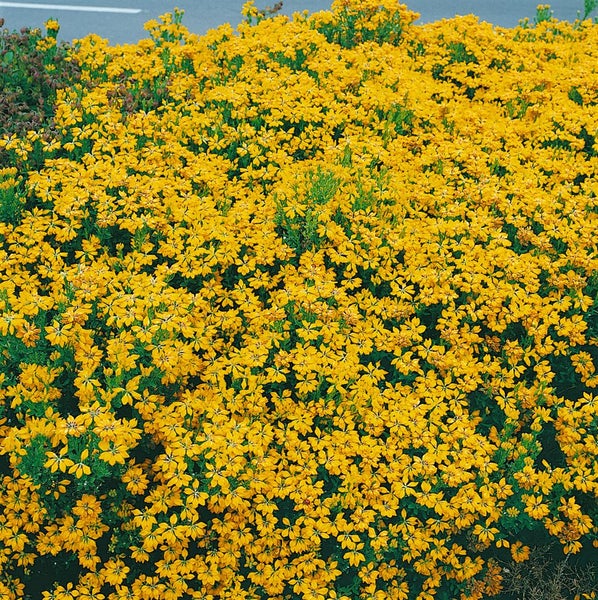 Genista hispanica, Spanischer Ginster, gelb, 20–30 cm