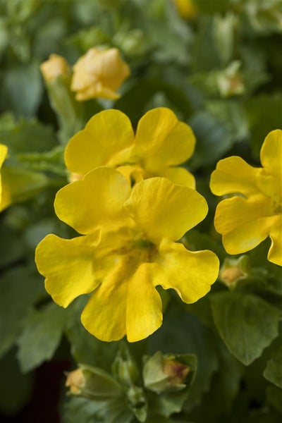 Mimulus luteus, Gelbe Gauklerblume, ca. 9x9 cm Topf