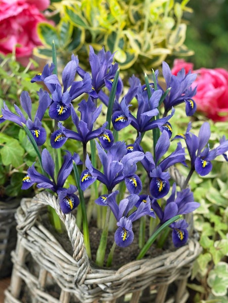 Blauer Iris in geflochtenem Korb