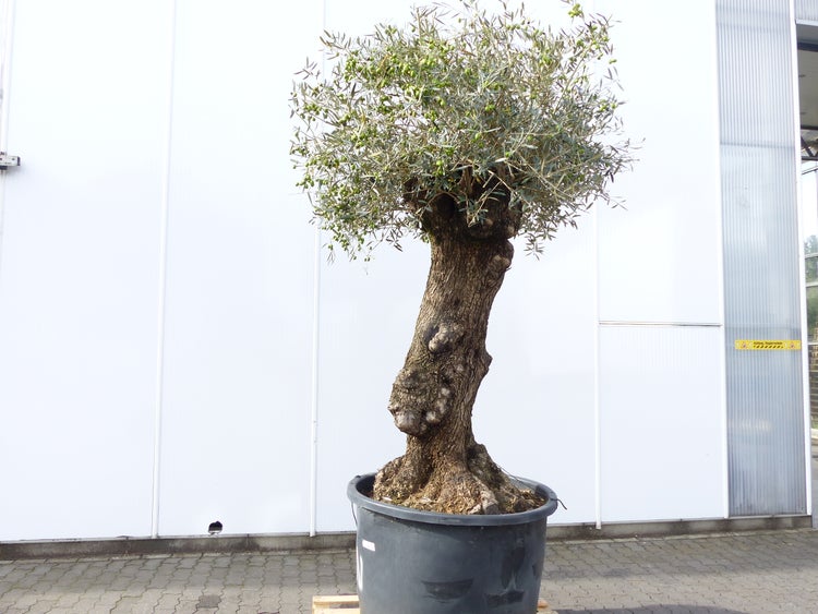 exakt dieser Baum Nr. 24N, 220 cm, Olivenbaum, Bonsai, knorrige alte urige Olive winterhart