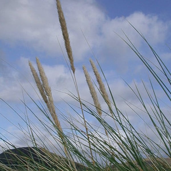 Detailaufnahme von Strandhafer vor einem Himmel mit Wolken