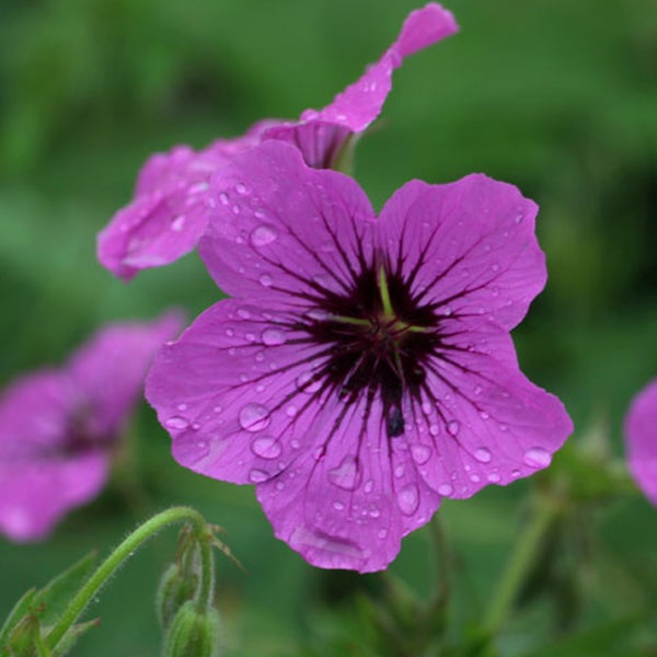 Nahaufnahme einer rosafarbenen Storchschnabelblüte mit Wassertropfen