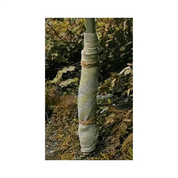 Baumschutzwickel aus Jute zur Isolierung und zum Schutz von Baumstämmen vor Frost und Wildverbiss im Garten.