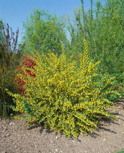 Ribes aureum, Gold-Johannisbeere, 60–100 cm