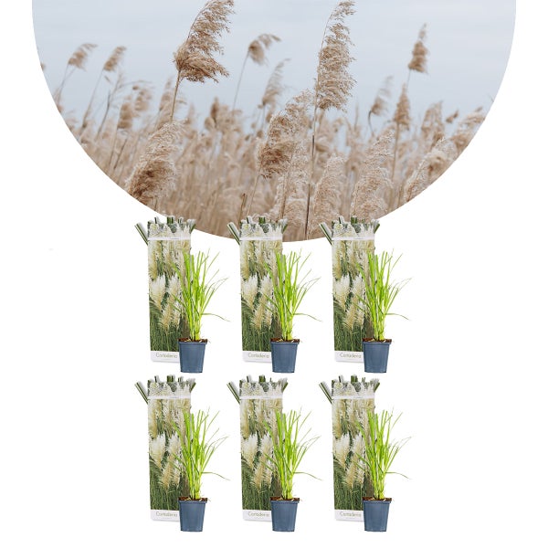 Bloomique - 6er-Set - Cortaderia Selloana - Weißes Pampasgras - Ziergras - Winterhart - Höhe 20-30 cm - Topf 9 cm