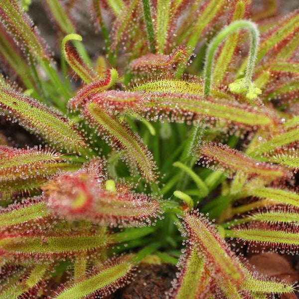 Sonnentau - Drosera capensis - 9cm Topf