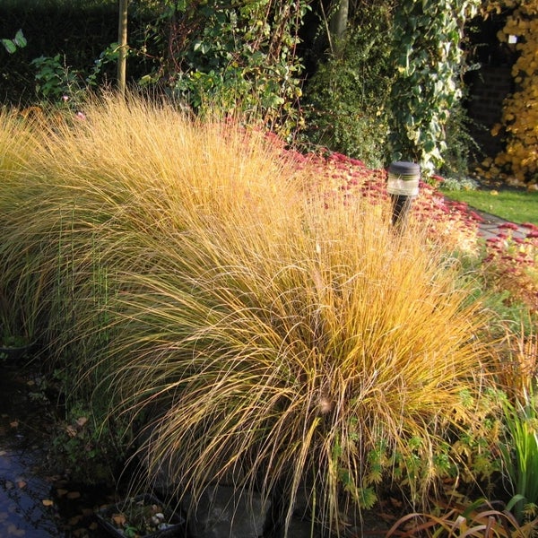 Dekorative Ziergräser im Gartenbeet