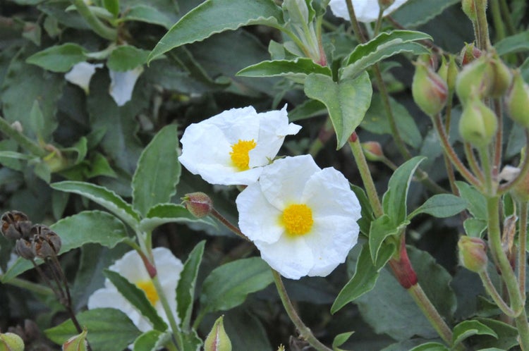 Cistus laurifolius, Zistrose, immergrün, ca. 11x11 cm Topf