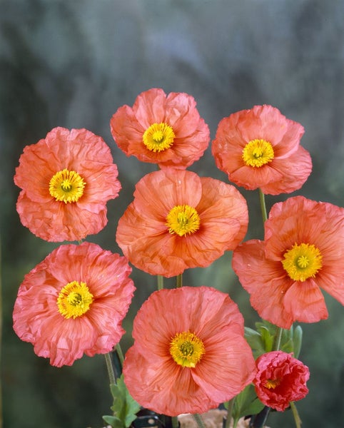 Papaver nudicaule 'Wonderland', Islandmohn, bunt, ca. 9x9 cm Topf