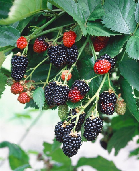 Rubus fruticosus 'Triple Crown', Brombeere, dornenlos, 30–40 cm