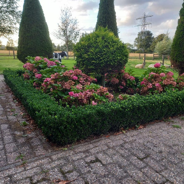 Bodendecker - Kriechspindel - Euonymus japonicus 'Green Spire' - 9cm Topf - Set mit 6 Pflanzen