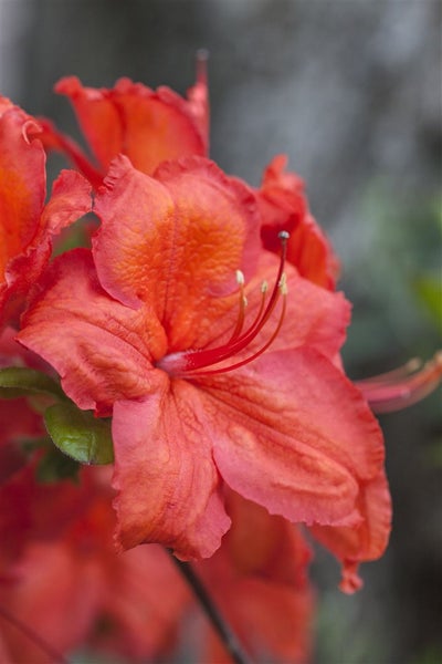 Rhododendron luteum 'Feuerwerk', gelb-rot, 30–40 cm