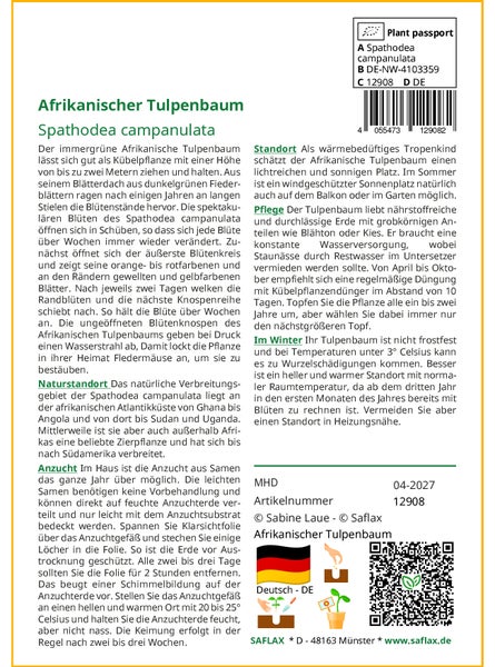 SAFLAX  - Afrikanischer Tulpenbaum - Spathodea campanulata - 30 Samen - Mit keimfreiem Anzuchtsubstrat
