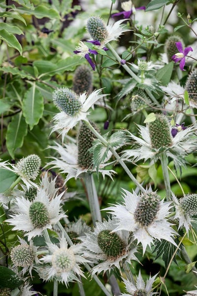 Nahaufnahme von Silbermannstreu Pflanzen mit stacheligen Blütenständen und grünen Blättern.