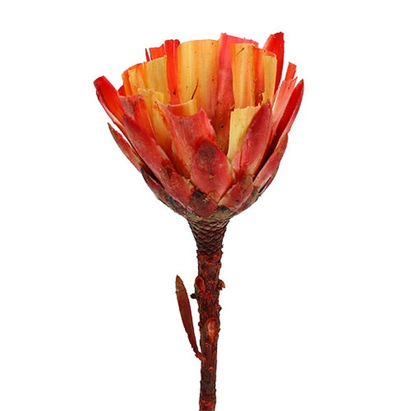 Künstliche Protea Blume