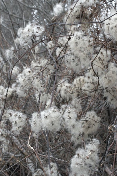 Fruchtstände der Waldrebe im Detail