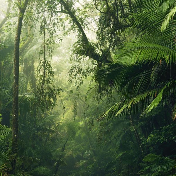 Dichter Dschungel mit üppiger Vegetation und Nebel