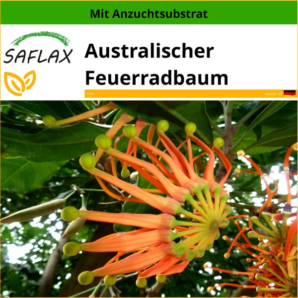 SAFLAX  - Australischer Feuerradbaum - Stenocarpus sinuatus - 20 Samen - Mit keimfreiem Anzuchtsubstrat