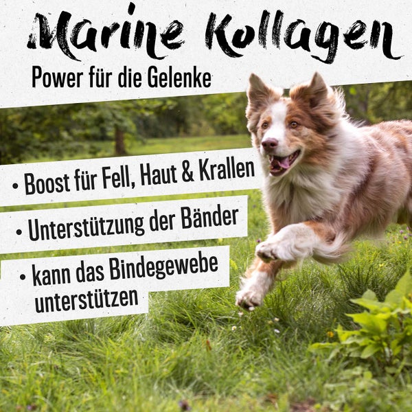 Marine Kollagen für Hunde zur Unterstützung von Fell, Haut, Krallen, Bändern und Bindegewebe.