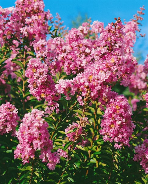 Lagerstroemia indica 'Petite Pink', Indischer Flieder, rosa, 40–60 cm