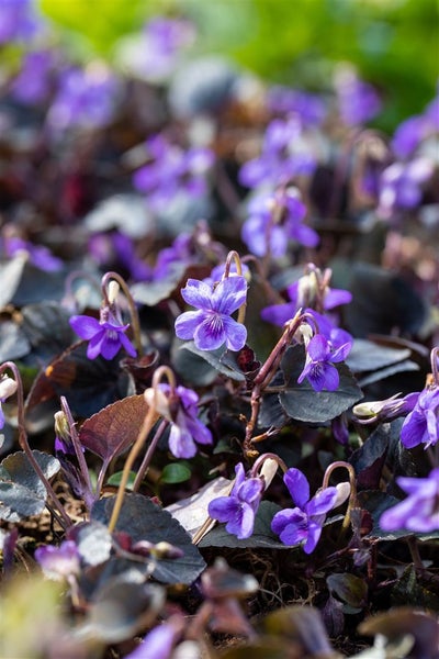 Nahaufnahme von Veilchen im Gartenbeet