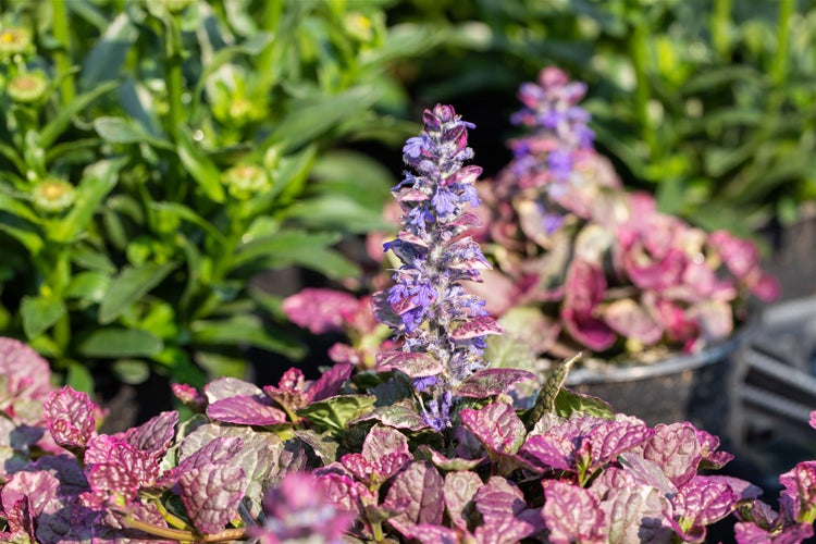 Ajuga reptans 'Burgundy Glow', Günsel, buntes Laub, ca. 9x9 cm Topf