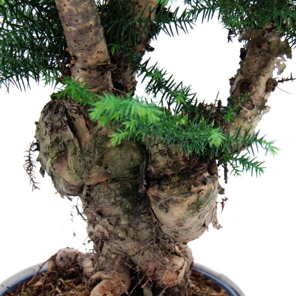 Zimmerbonsai Araucaria cunninghamii Zimmertanne Neuguinea-Araukarie ca. 65cm hoch 26cm Schale Weiß Keramik