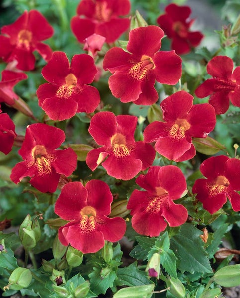 Mimulus cupreus 'Roter Kaiser', Gauklerblume, rot, ca. 9x9 cm Topf