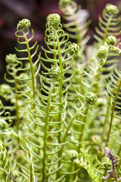 Blechnum spicant, Rippenfarn, ca. 9x9 cm Topf