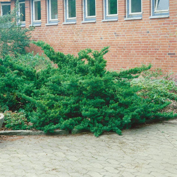 Taxus cuspidata 'Nana', Japanische Eibe, kompakt, 25–30 cm
