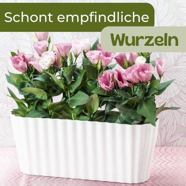 Blumen in einem rechteckigen Pflanzgefäß mit dem Text Schont empfindliche Wurzeln.