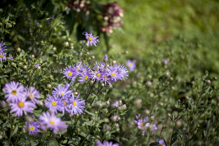 Aster amellus 'Rudolf Goethe', Berg-Aster, lavendelblau, ca. 9x9 cm Topf